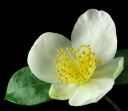ユキツバキ（白花）