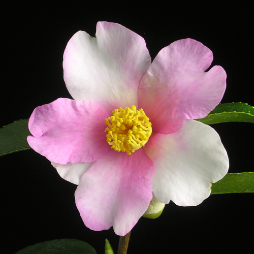 http://aquiya.skr.jp/zukan/Camellia_Yume.jpg