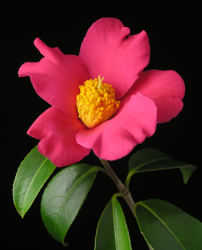 http://aquiya.skr.jp/zukan/Camellia_chekiangoleosa.jpg