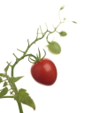 トマト（チェリートマト）‘トマトベリーガーデン’